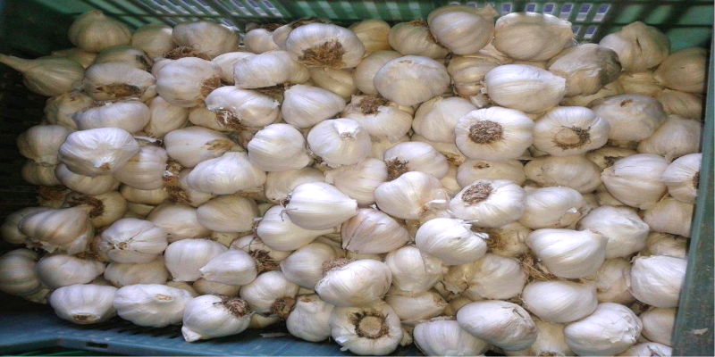 Big Garlic - Ajo Blanco