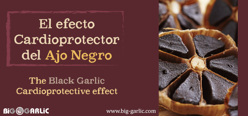 Black Garlic cardioprotective effect