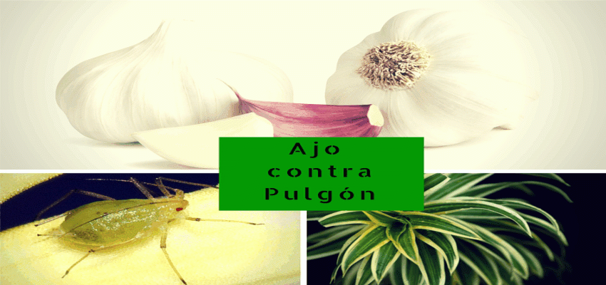 Remedio Casero de Ajo contra el Pulgón